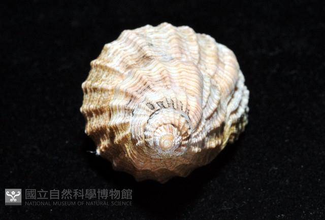 巨核螺藏品圖，第7張