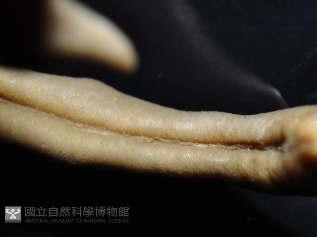 未知種腹溝綱新月貝藏品圖，第7張