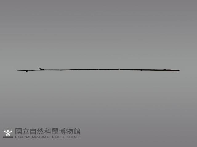 五年祭刺球架模型藏品圖，第7張