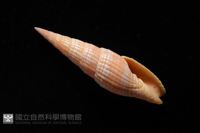 登錄號:007819-00121藏品圖，第7張