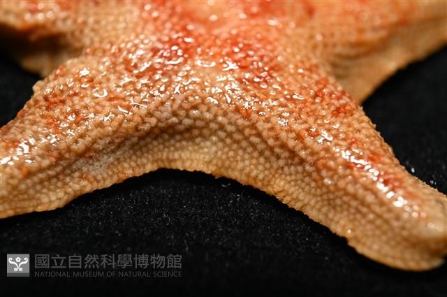 林氏海燕藏品圖，第7張