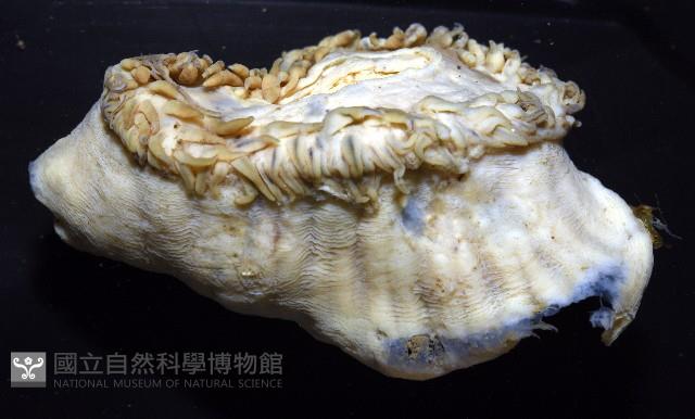 造殼海葵之一種藏品圖，第7張