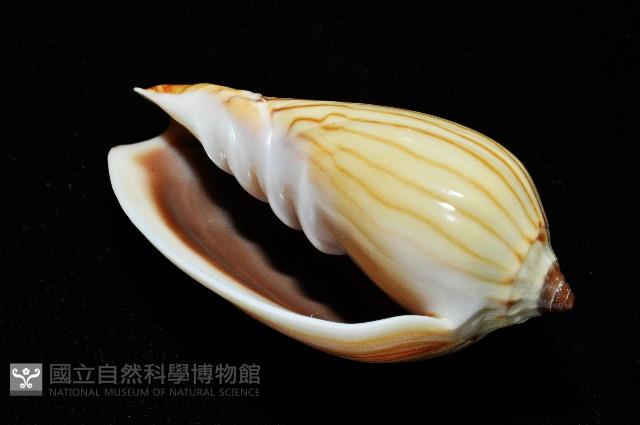 斑馬渦螺藏品圖，第7張