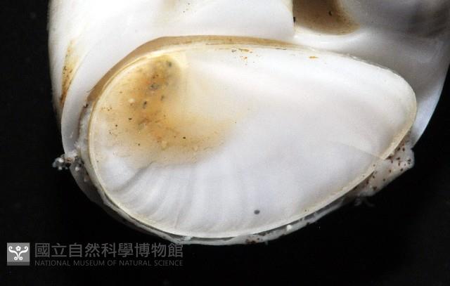 小灰玉螺藏品圖，第7張