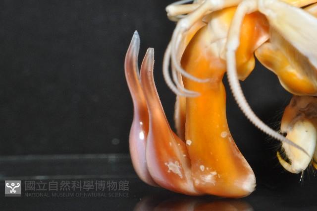大指蝦蛄藏品圖，第7張