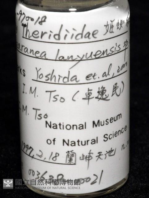 蘭嶼姬蛛藏品圖，第7張