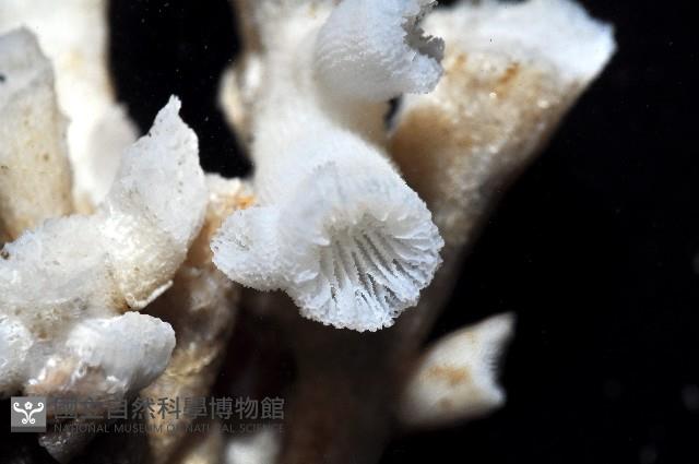 未知種樹珊瑚藏品圖，第7張