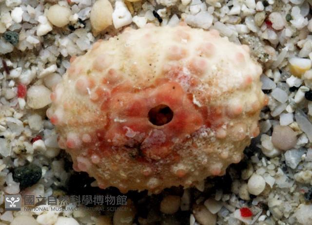 環棘偏海膽藏品圖，第7張