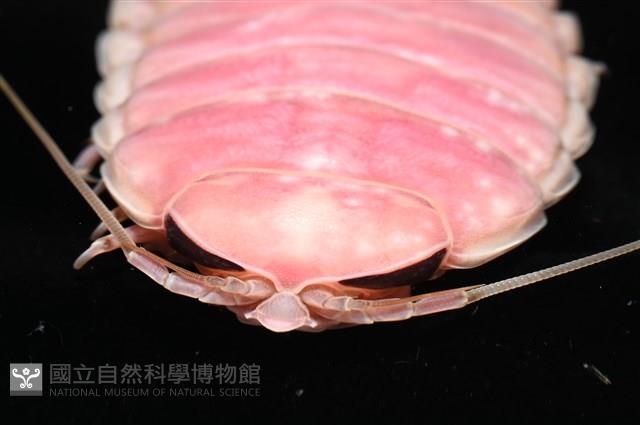 道氏深水虱藏品圖，第7張