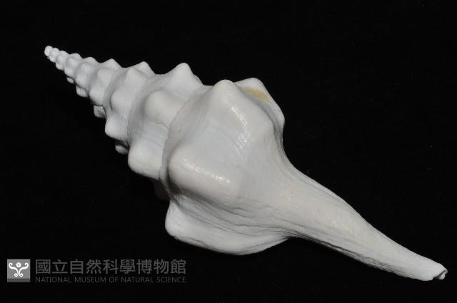 波緣長旋螺藏品圖，第7張