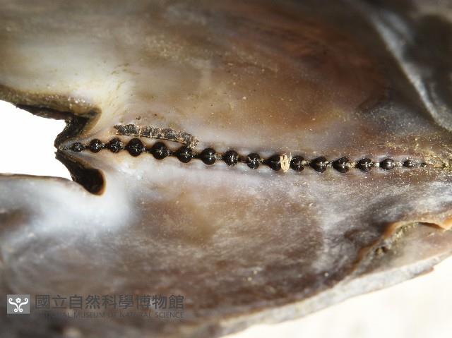 馬鞍(扁平)障泥蛤藏品圖，第7張