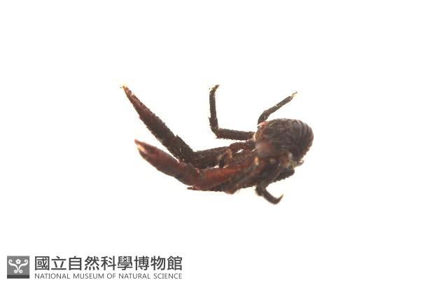 美麗異鎧蝦藏品圖，第7張