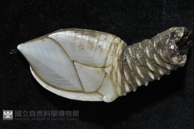 小甲小鎧茗荷藏品圖，第7張