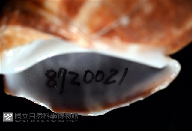 深溝鳳螺藏品圖，第7張