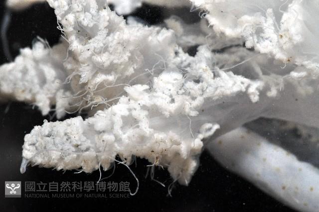 端鞭水母藏品圖，第7張
