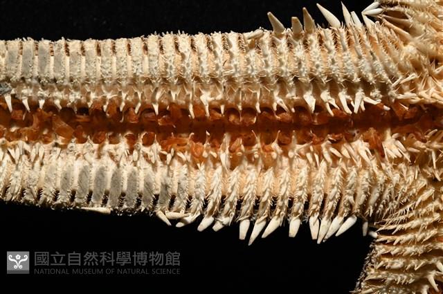 砂海星藏品圖，第7張