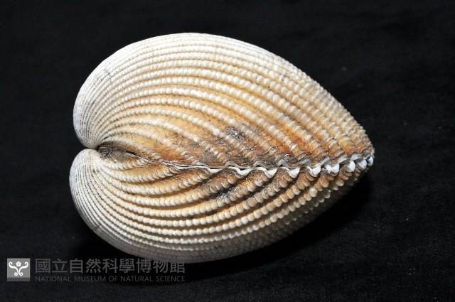 南洋鳥尾蛤藏品圖，第7張