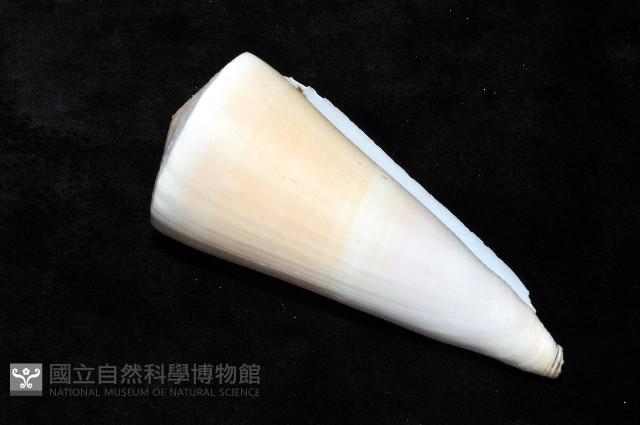 胭脂芋螺藏品圖，第7張