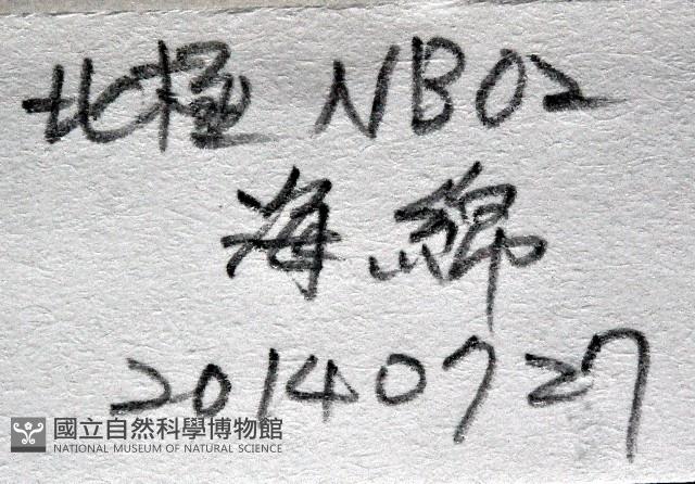 北極等足類藏品圖，第7張