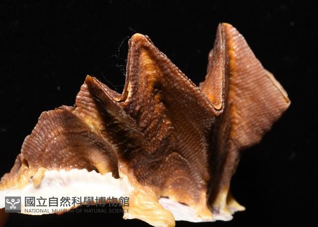 鋸齒牡蠣藏品圖，第7張