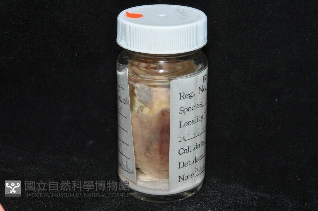 叉尾烏賊藏品圖，第7張
