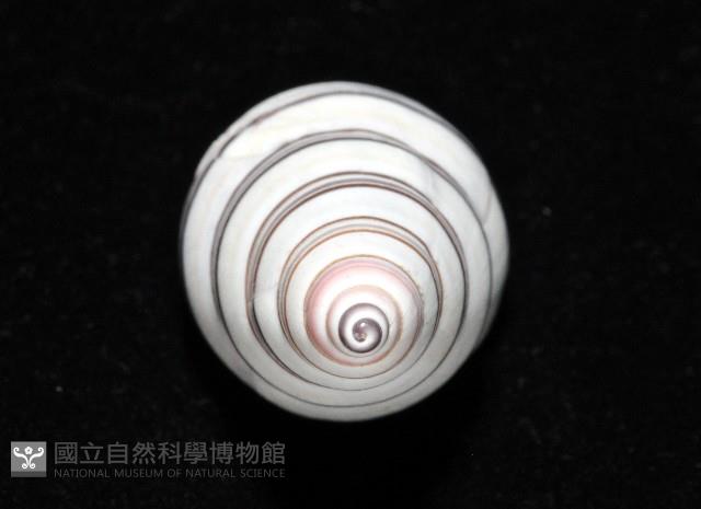 彩虹蝸牛藏品圖，第7張