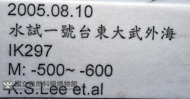未知種紐鰓樽藏品圖，第7張