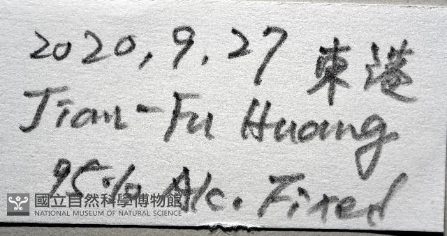 粒毛冠海膽藏品圖，第7張
