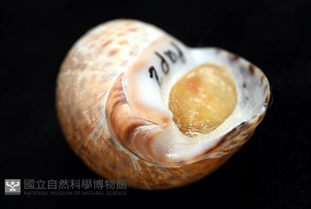 南非鳳螺藏品圖，第7張