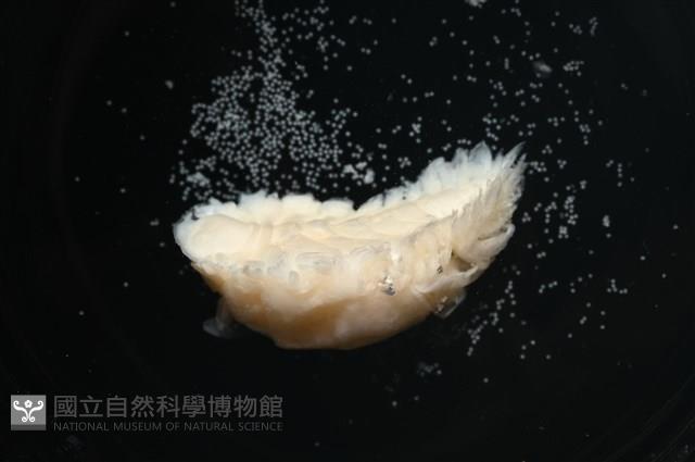 未知種鰓虱藏品圖，第7張