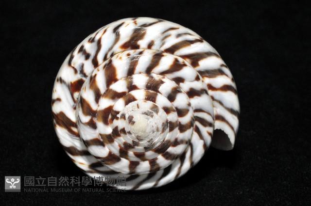 鼬鼠芋螺藏品圖，第7張