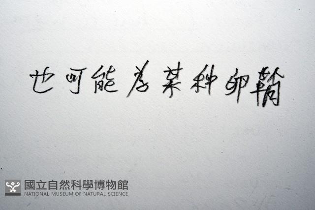 未知種多毛類藏品圖，第7張