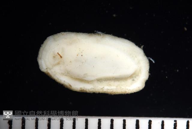 未知種深海石鱉藏品圖，第7張