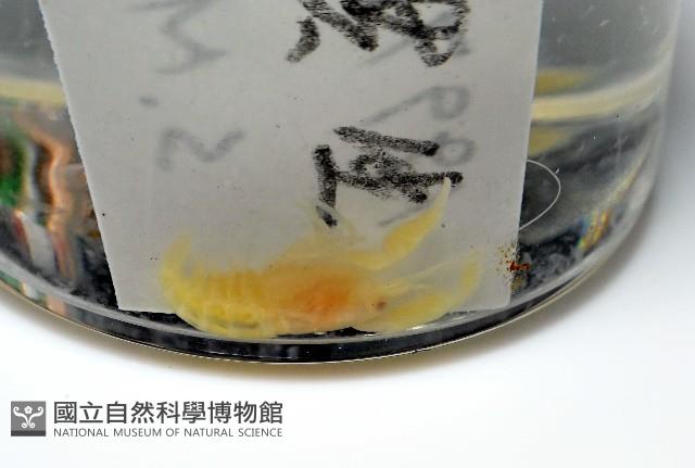 未知種槍蝦藏品圖，第7張