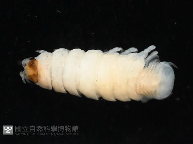 未知種縮頭水虱藏品圖，第7張