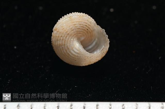 千島國鐘螺藏品圖，第7張