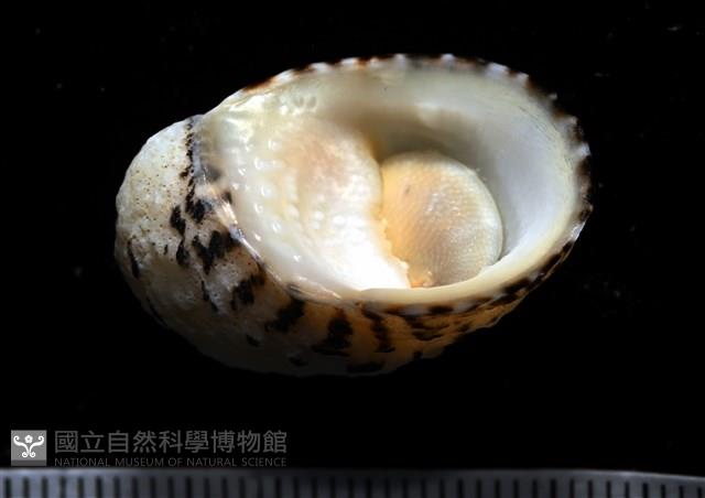 漁舟蜑螺藏品圖，第7張