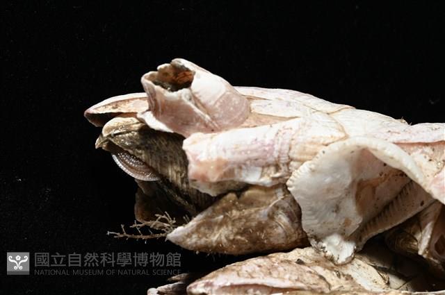 薄殼藤壺藏品圖，第7張