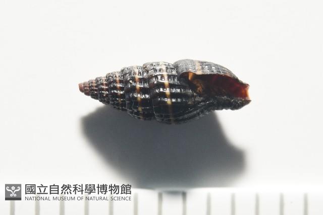 晨光蛹筆螺藏品圖，第7張