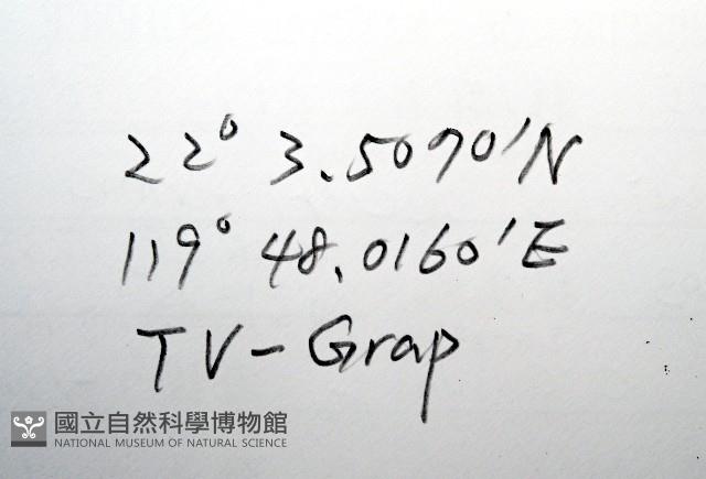 斧形深海殼菜蛤藏品圖，第7張