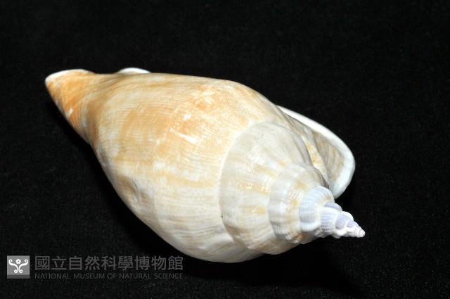 圓袖鳳凰螺藏品圖，第7張