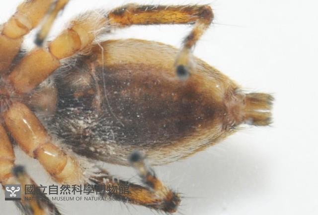 雙帶扁蠅虎藏品圖，第7張