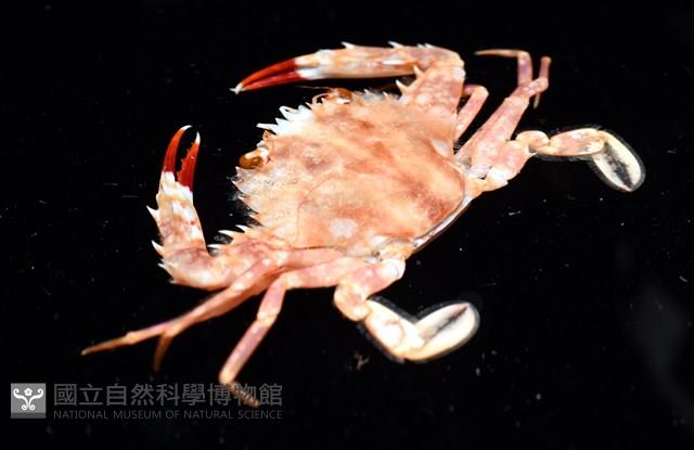 相模蟳藏品圖，第7張