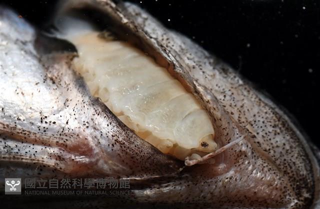 未知種縮頭水虱藏品圖，第7張