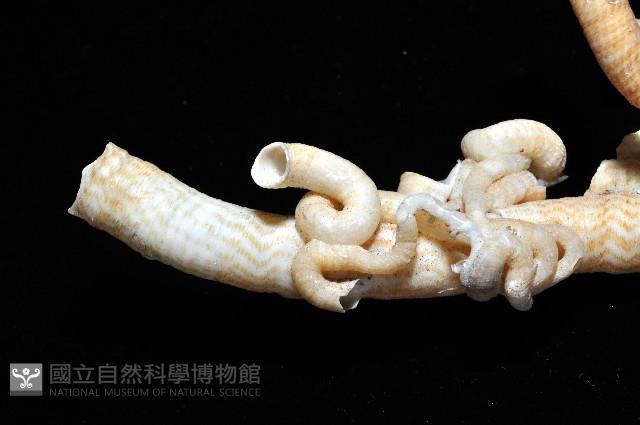 散子蛇螺藏品圖，第7張