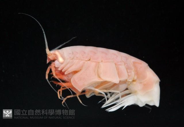 未知種深海側甲鉤蝦藏品圖，第7張