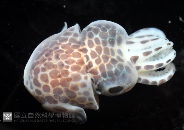 柏氏四盤耳烏賊藏品圖，第7張