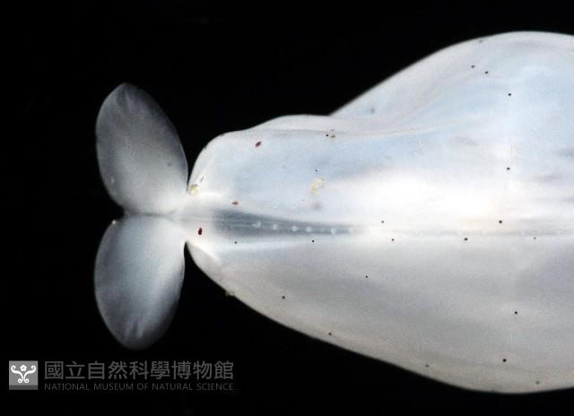 瓦爾迪瓦紡錘魷藏品圖，第7張