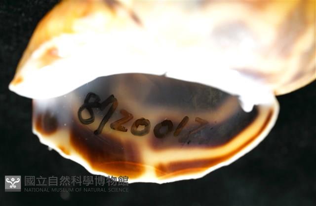 臺灣鳳螺藏品圖，第7張