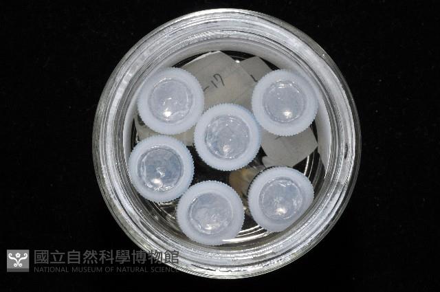 西表島新米蝦藏品圖，第7張